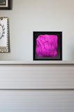 Pink Brownie ©2016 Brent Holland www.studiohollandart.com